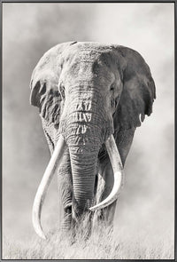 BLACK + WHITE ELEPHANT CANVAS