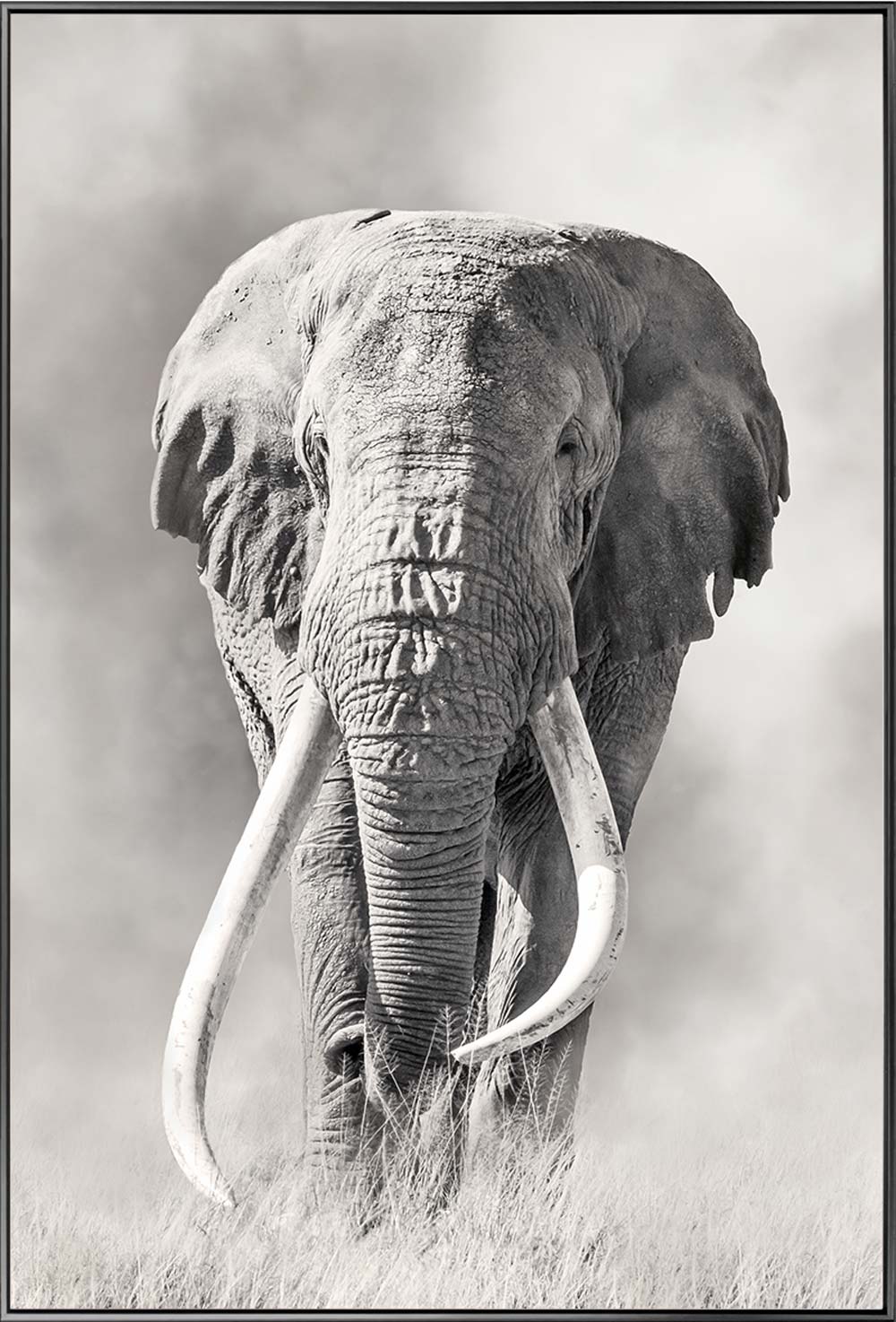 BLACK + WHITE ELEPHANT CANVAS