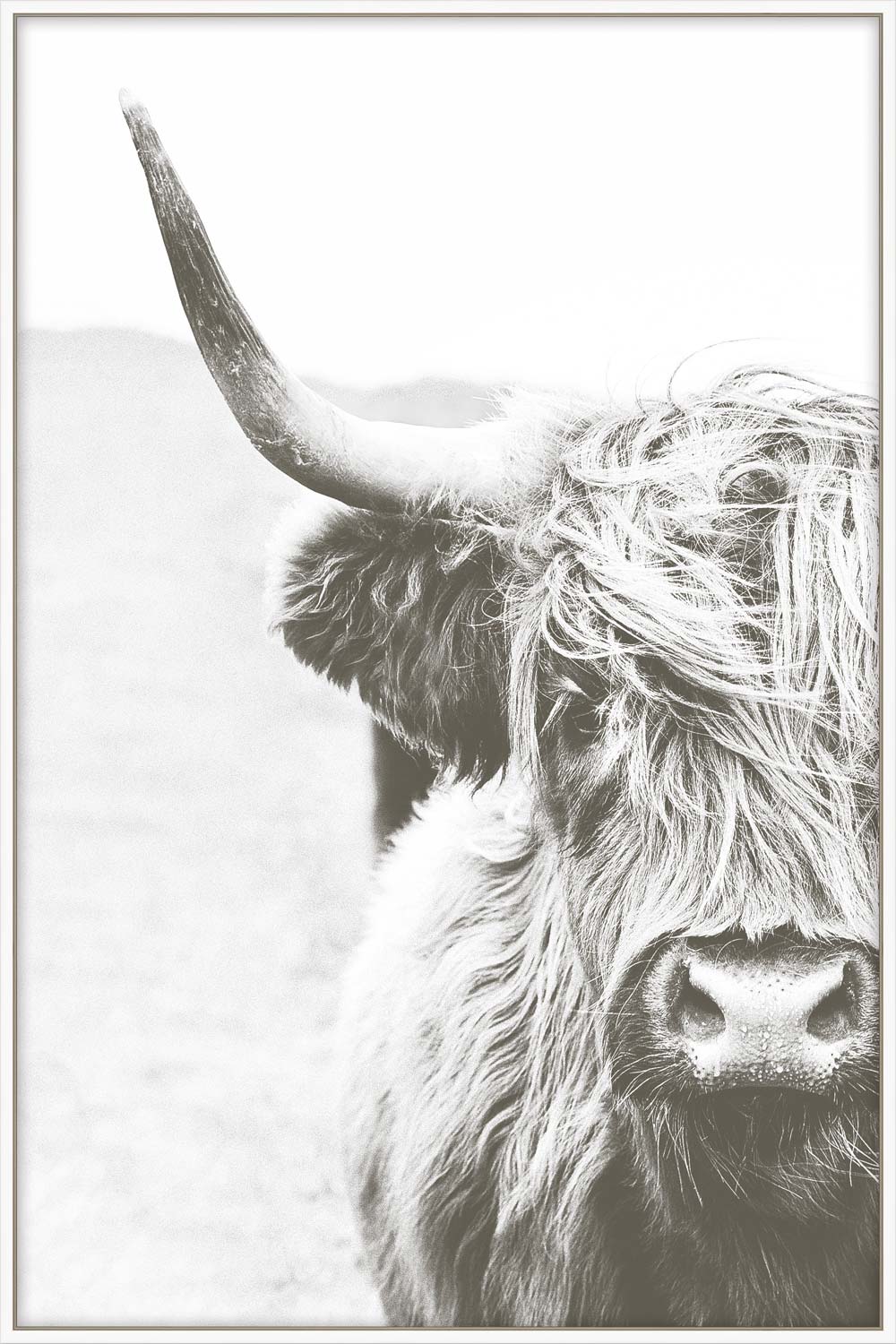 CLOSE UP HIGHLAND COW CANVAS
