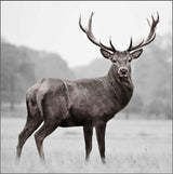 DEER CANVAS
