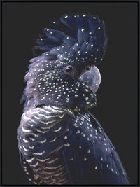 DARK COCKATOO CANVAS