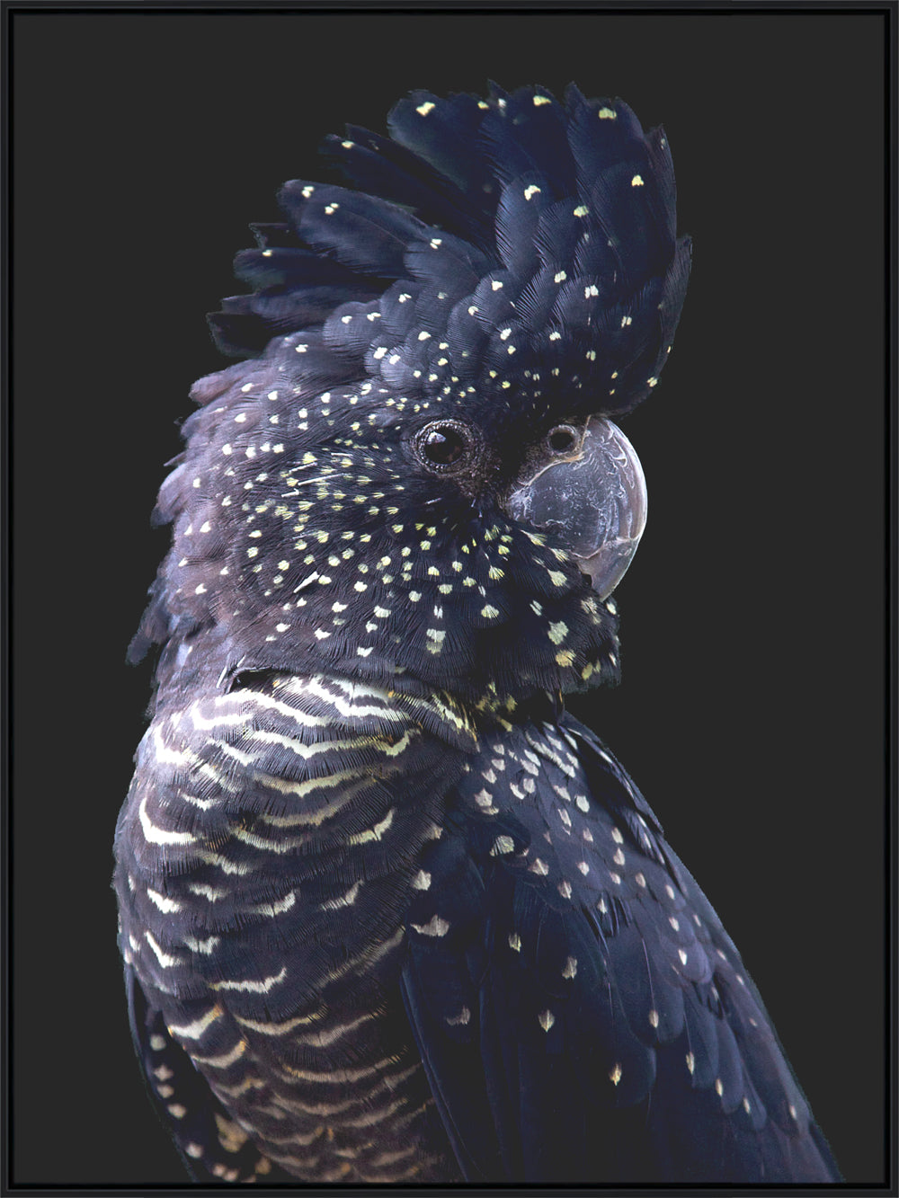DARK COCKATOO CANVAS